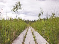 pexels-photo-cranberry-bog-boardwalkcrop