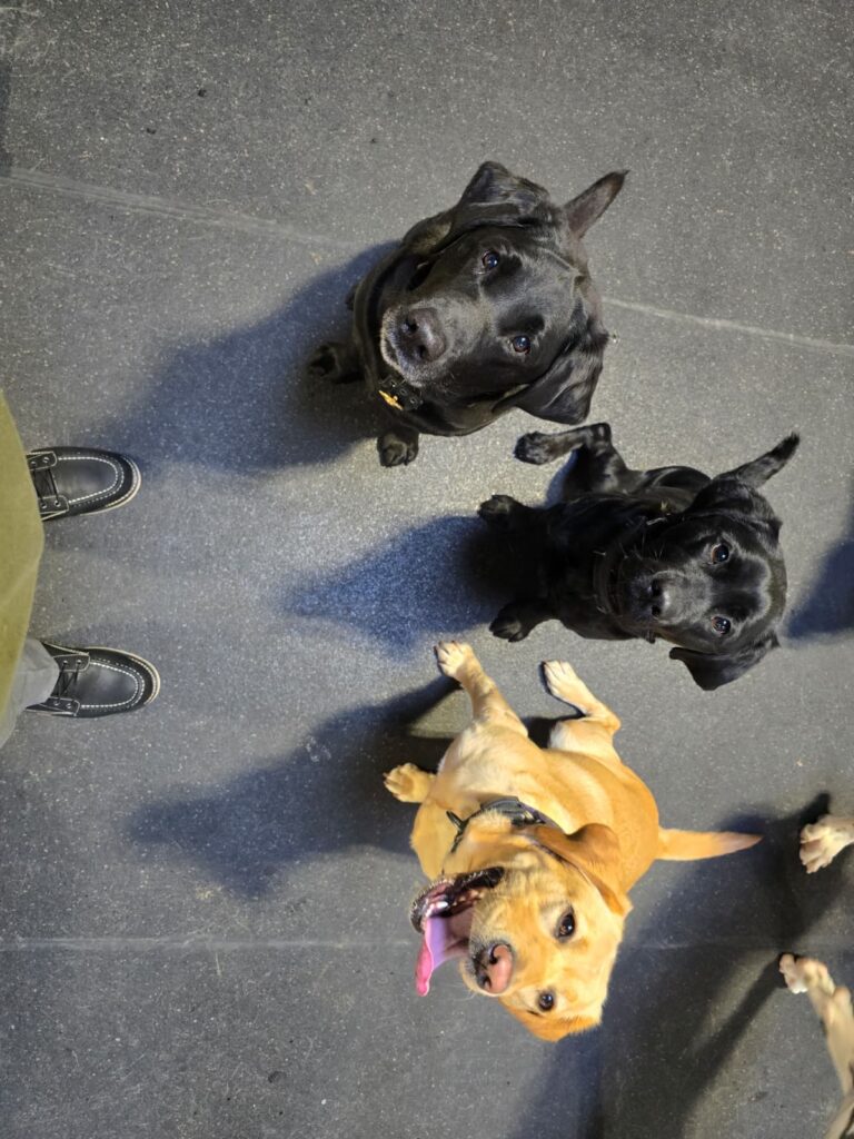 Canine Body Language Training pic 5