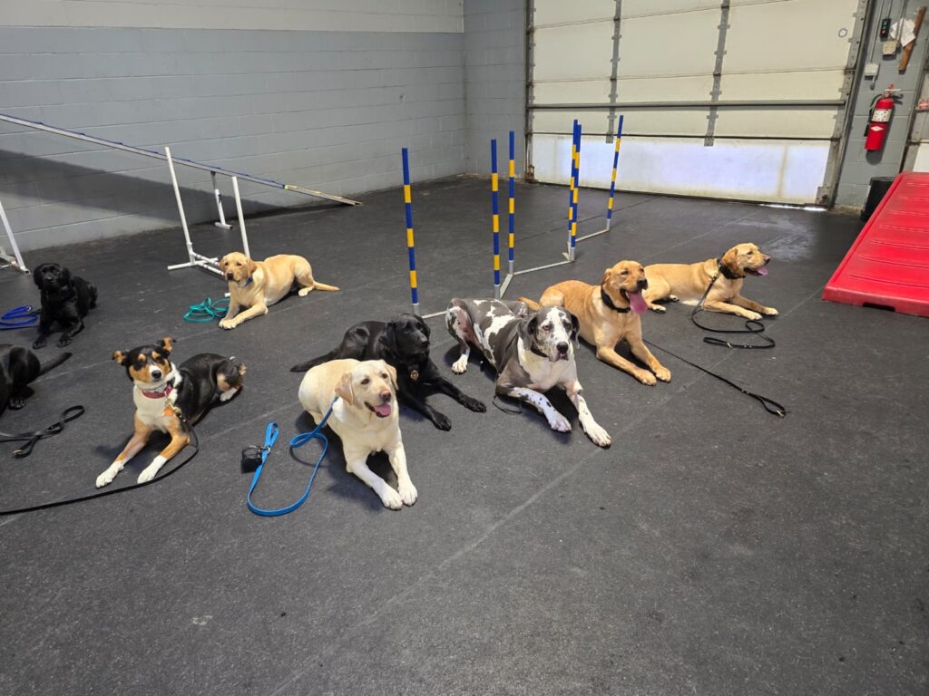 Canine Body Language Training pic 6