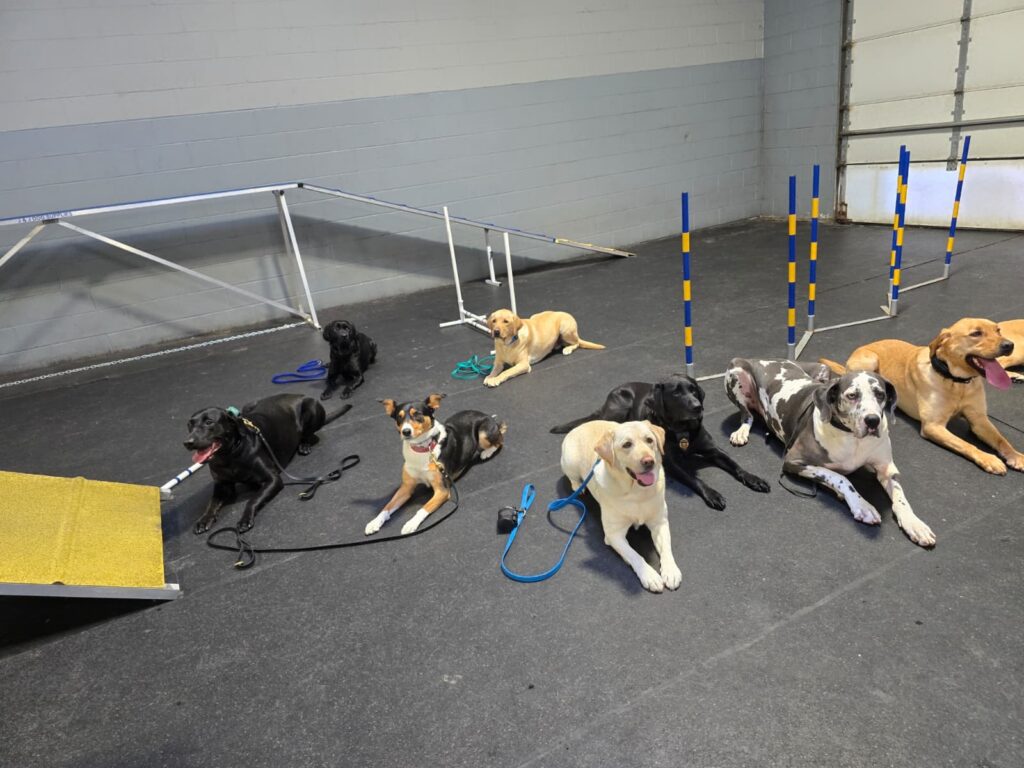 Canine Body Language Training pic 7